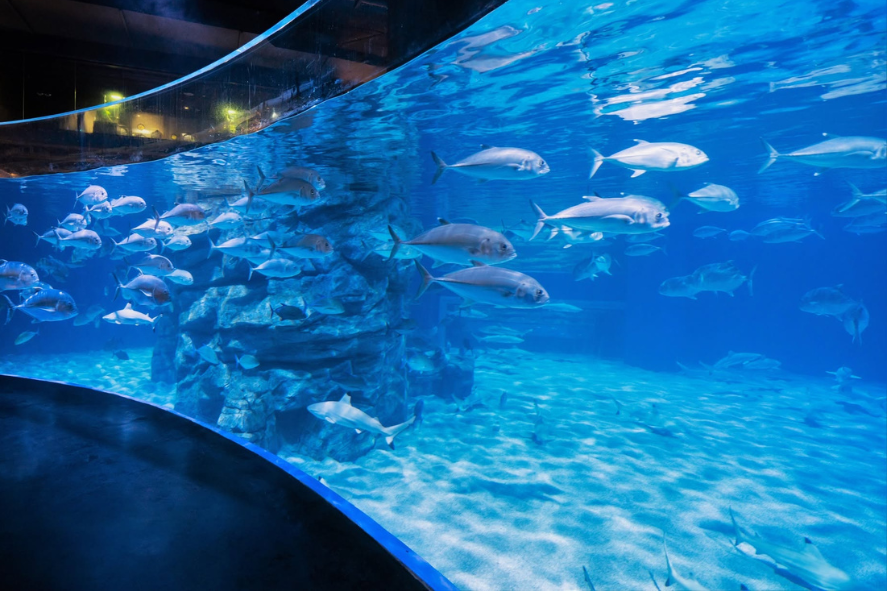 Visit Aquaria Phuket At Central Phuket Floresta